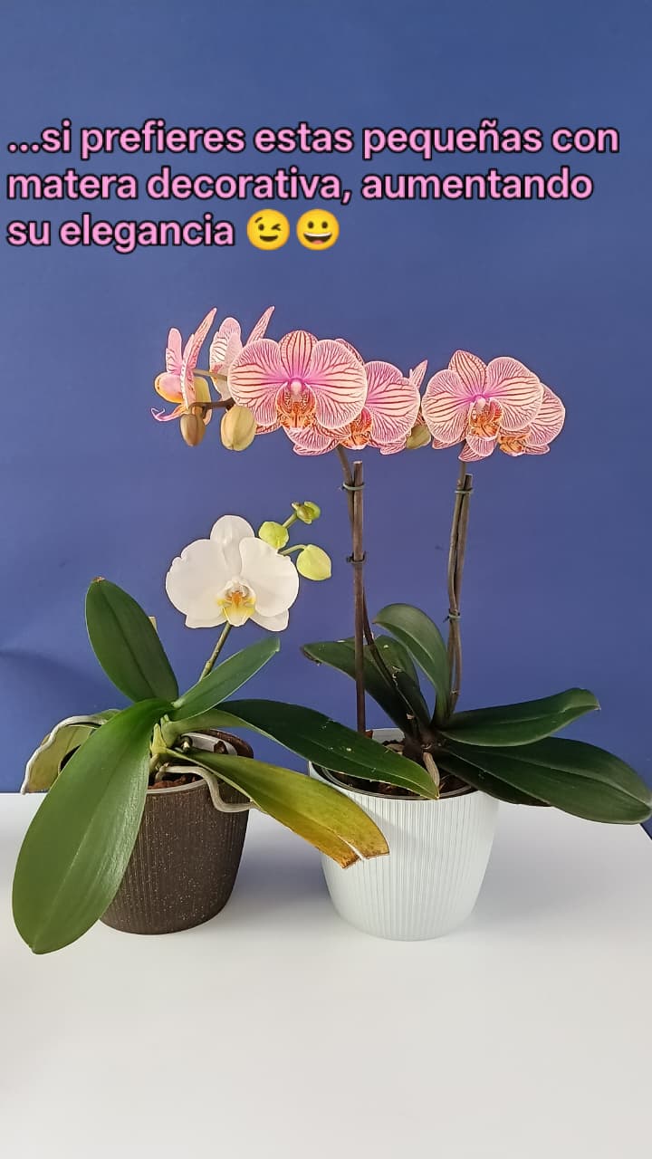 Orquídeas phalaenopsis en venta