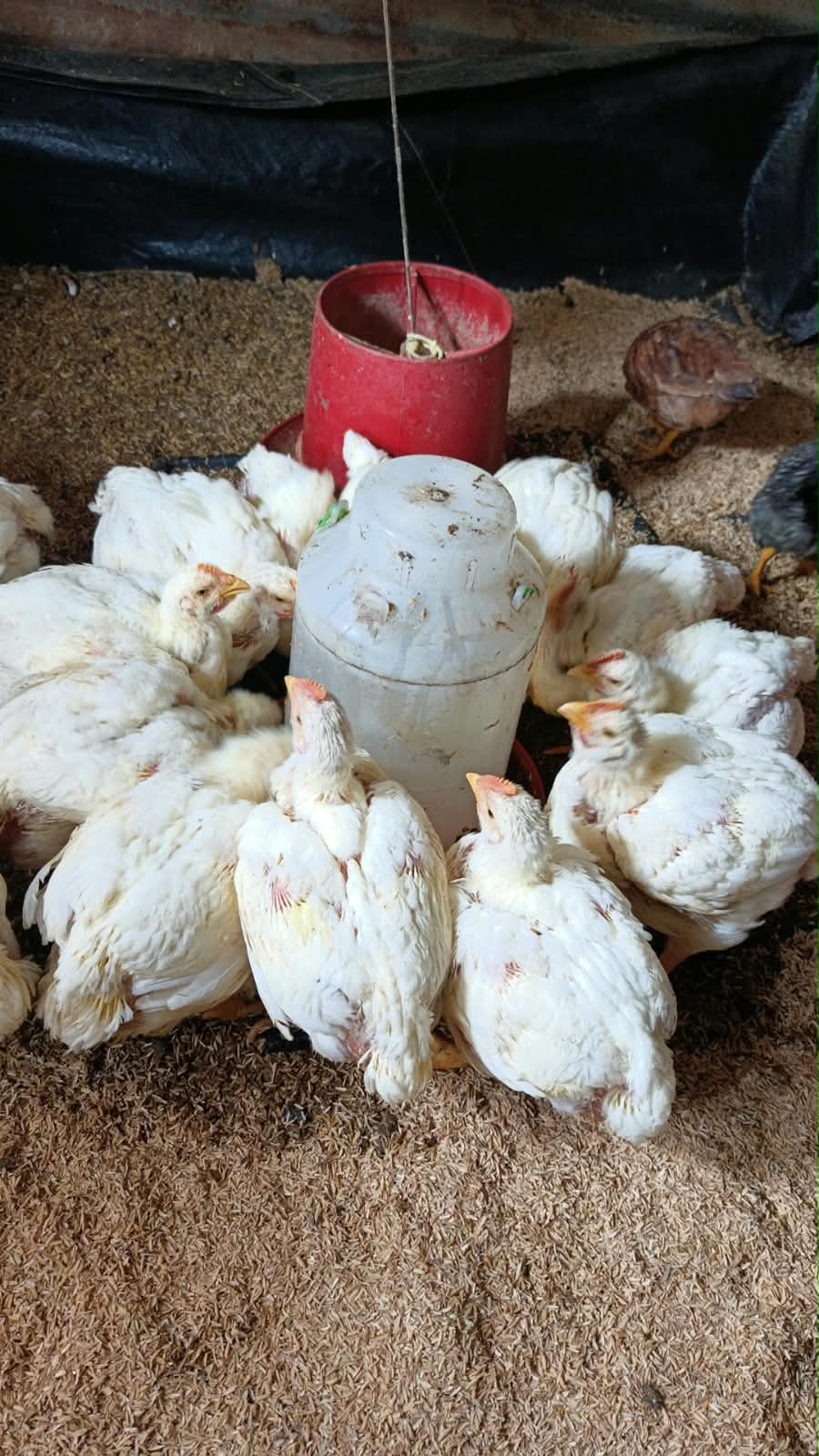 Pollo Semi-Criollo